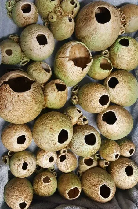 Barnacle Detail
